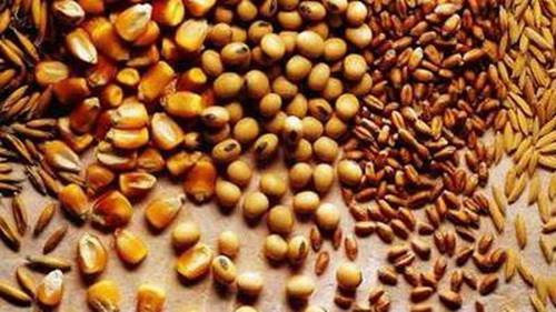 ترخیص و توزیع نهاده دامی بدون مجوز وزارت جهاد کشاورزی ممنوع شد